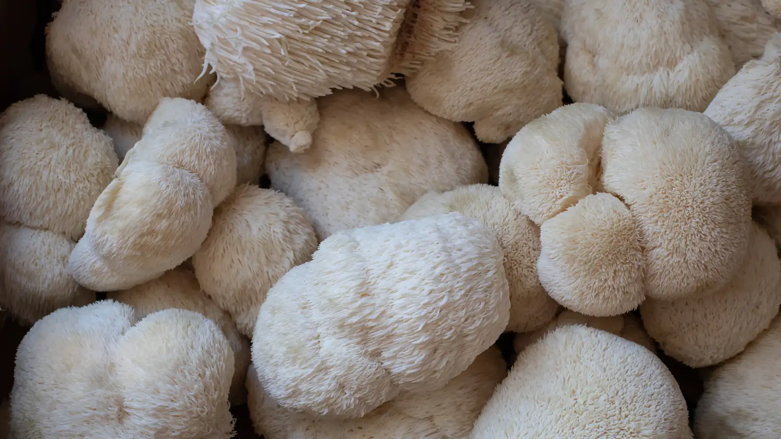 pile of Lion's Mane mushrooms