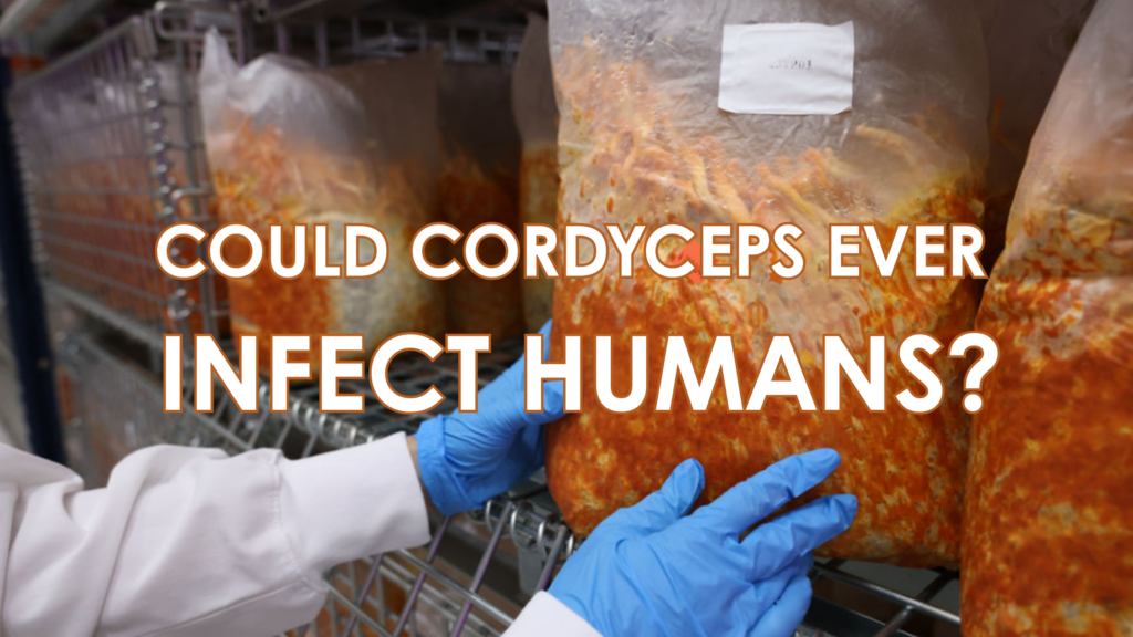 Could Cordyceps Every Infect Humans?