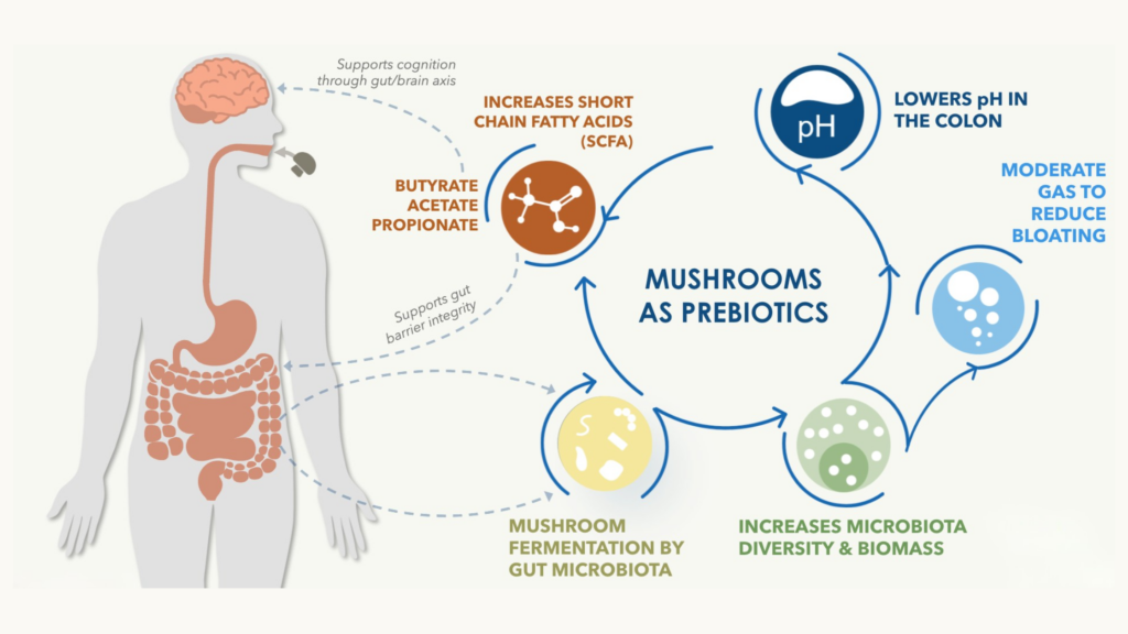 Mushrooms are Prebiotics